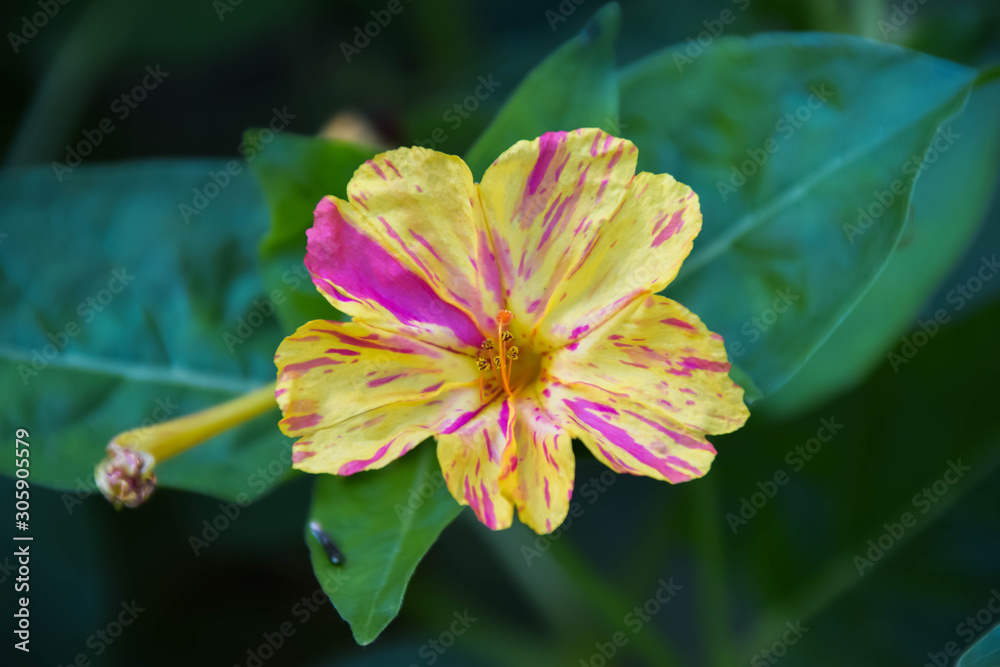Mirabilis jalapa Kaleidoscope Four O'Clocks flower with colors mix