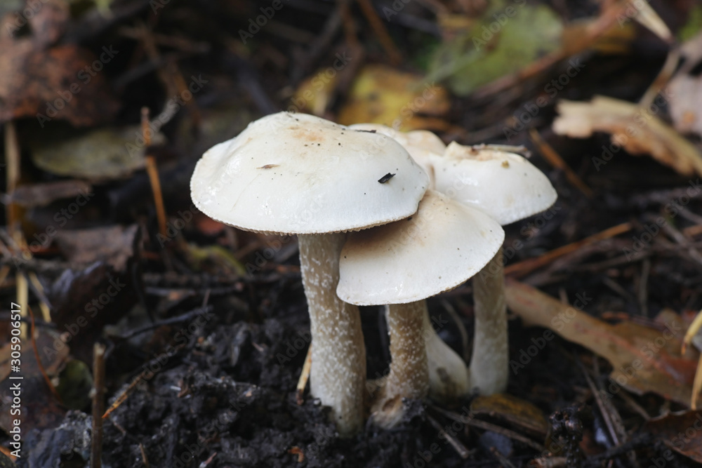 Hebeloma crustuliniforme, known as poisonpie or fairy cake mushroom Hebeloma crustuliniforme, known as poisonpie or fairy cake mushroom