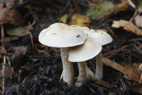 Hebeloma crustuliniforme, known as poisonpie or fairy cake mushroom