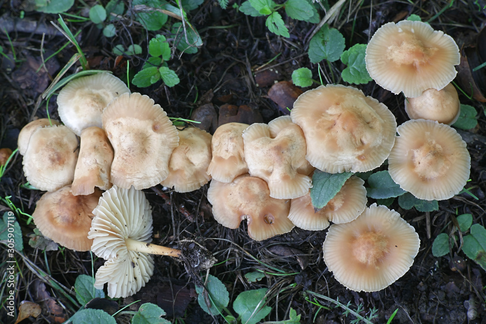 Marasmius oreades, known as the Scotch bonnet, fairy ring mushroom or fairy ring champignon, wild edible mushroom from Finland Marasmius oreades, known as the Scotch bonnet, fairy ring mushroom or fairy ring champignon, wild edible mushroom from Finland