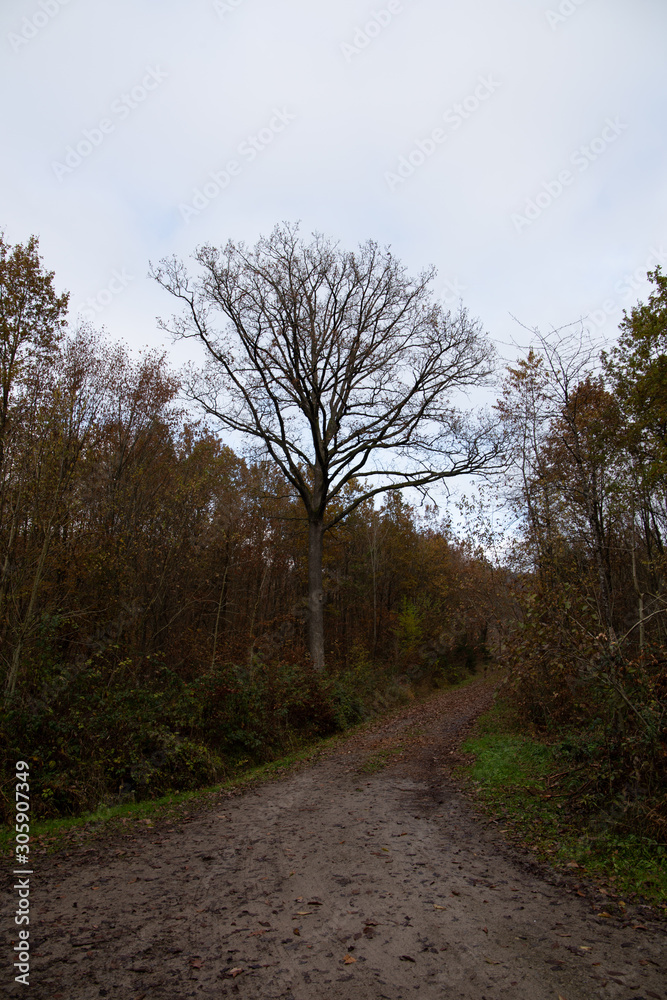 Baum in Schwäbisch Hall Baum in Schwäbisch Hall