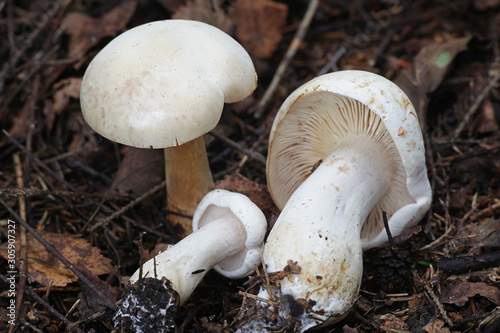 Tricholoma stiparophyllum, known as the white knight or chemical knight, wild mushroom from Finland
