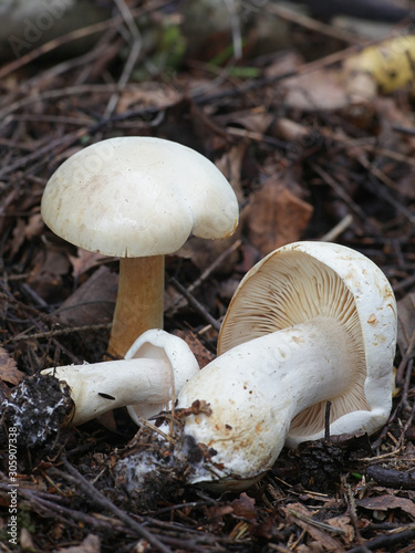 Tricholoma stiparophyllum, known as the white knight or chemical knight, wild mushrooms from Finland