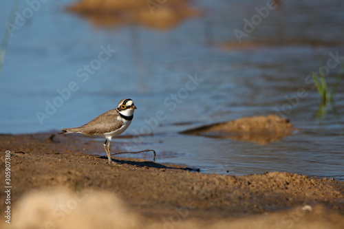 bird by the lake