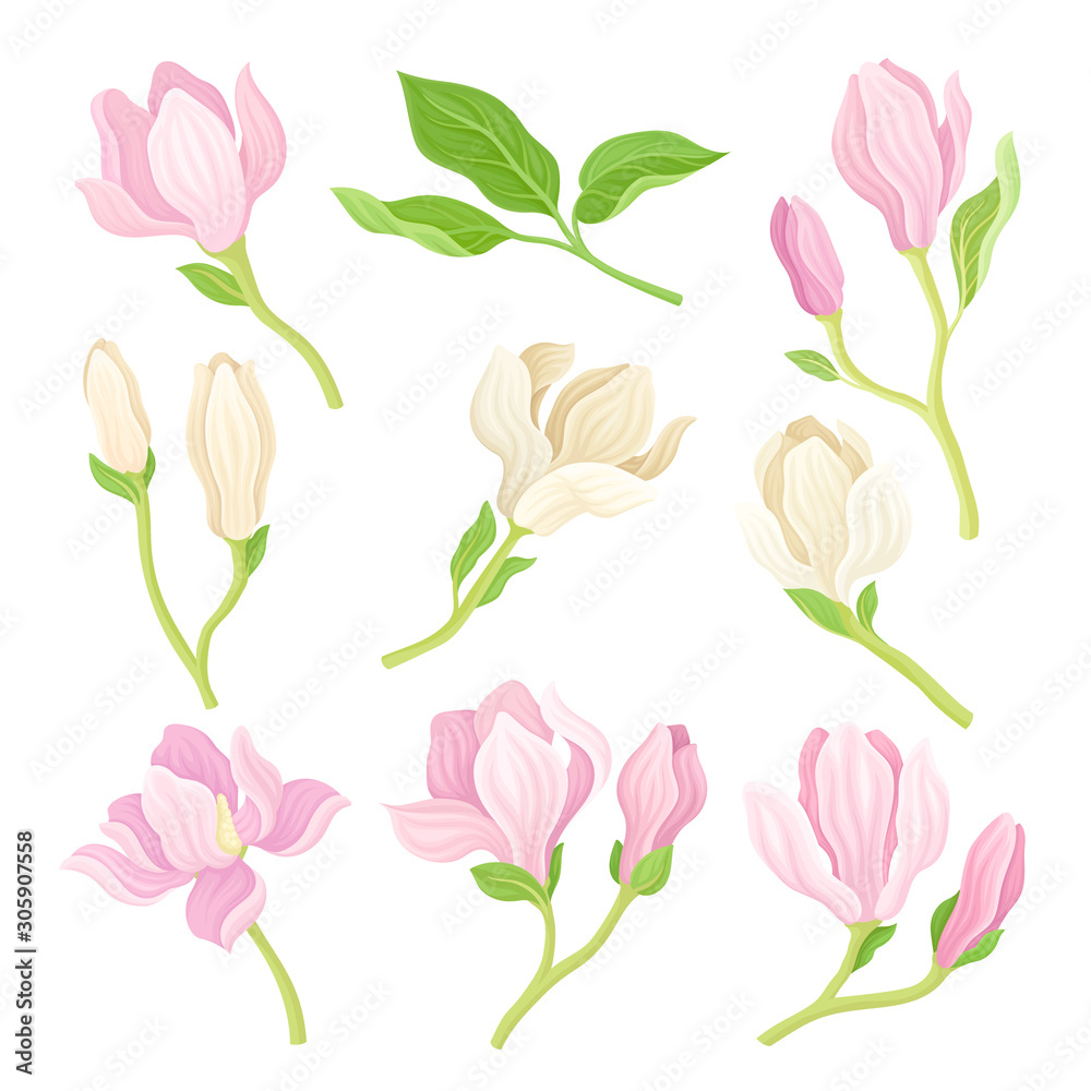 Magnolia Flowers and Branches Spring Vector Illustrated Set Magnolia Flowers and Branches Spring Vector Illustrated Set