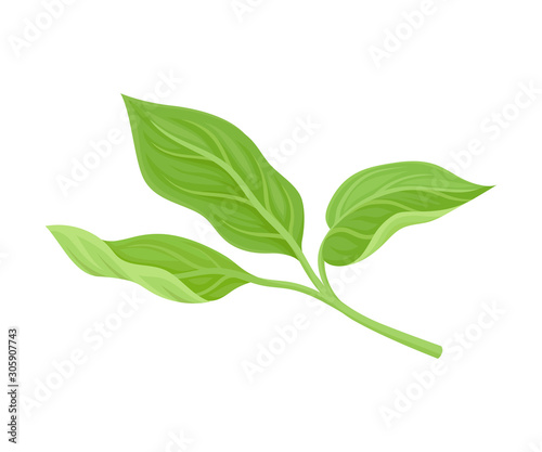 Magnolia Detailed Green Leaves Vector Design Element