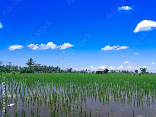 landscape with green paddy's field and blue sky