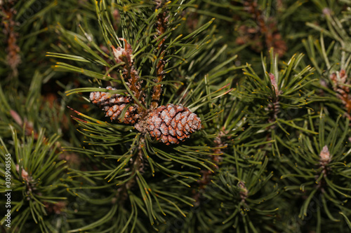 Young cone on the pine-tree. Texture. Natural blurred background.