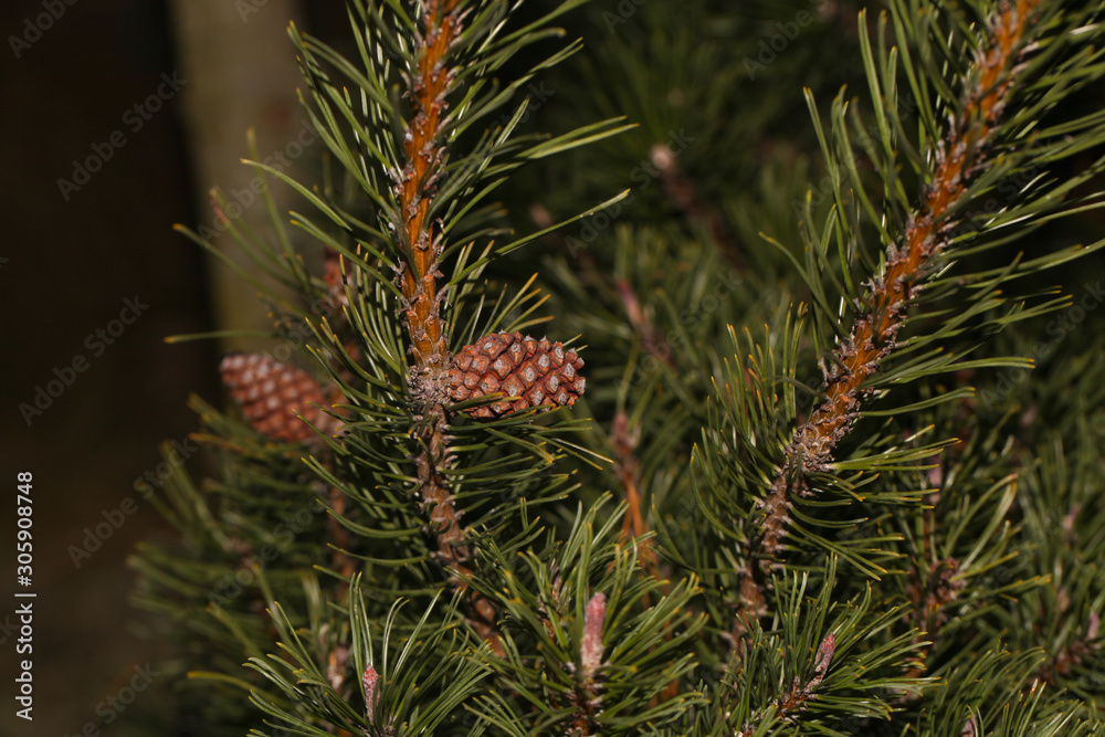Young cone on the pine-tree. Texture. Natural blurred background. Young cone on the pine-tree. Texture. Natural blurred background.