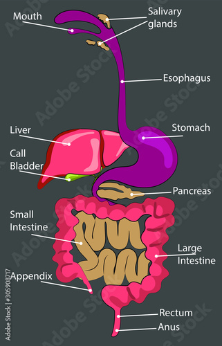 Scheme Human digestive system, digestive tract or alimentary canal, liver, colon, small intestine, stomach, pancreas.
