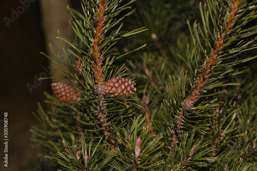 Young cone on the pine-tree. Texture. Natural blurred background.