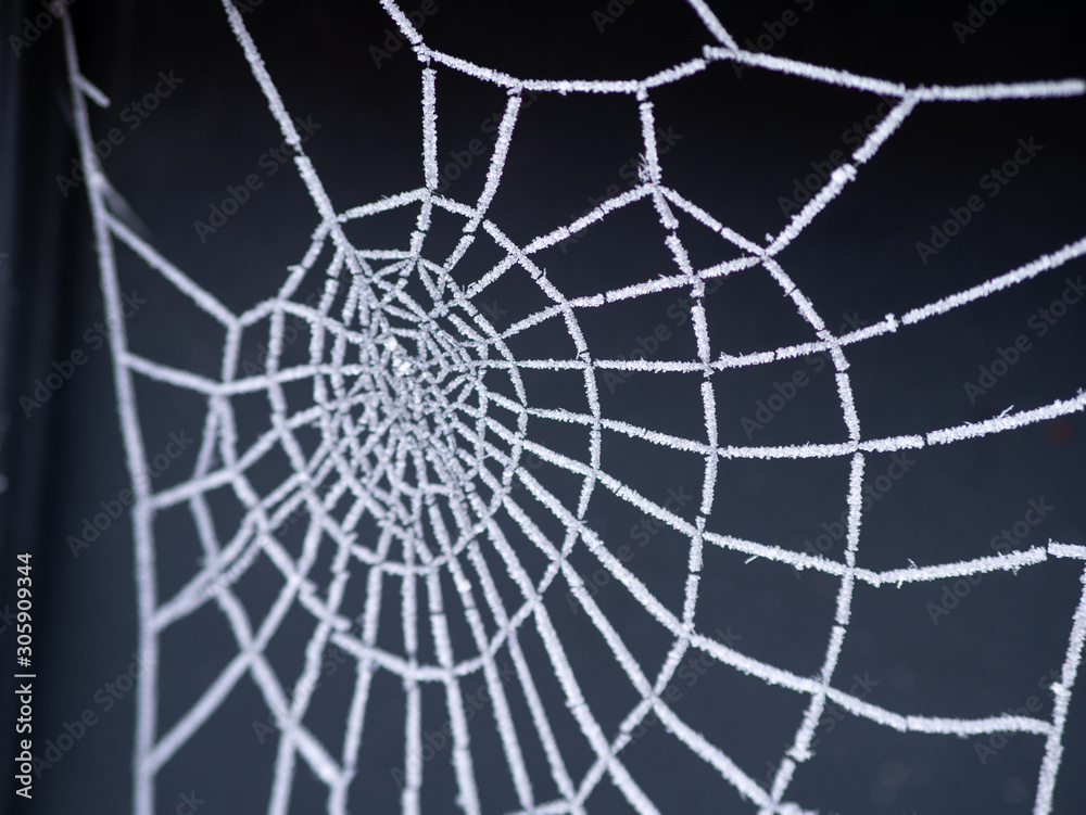 Obraz premium frost on spider web nature in winter