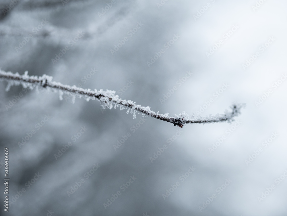 Obraz premium frosty tree branch background in winter