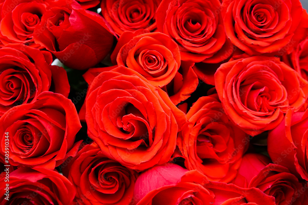 solid scarlet background of large red roses, spirally twisted petals, macro, wallpaper texture solid scarlet background of large red roses, spirally twisted petals, macro, wallpaper texture