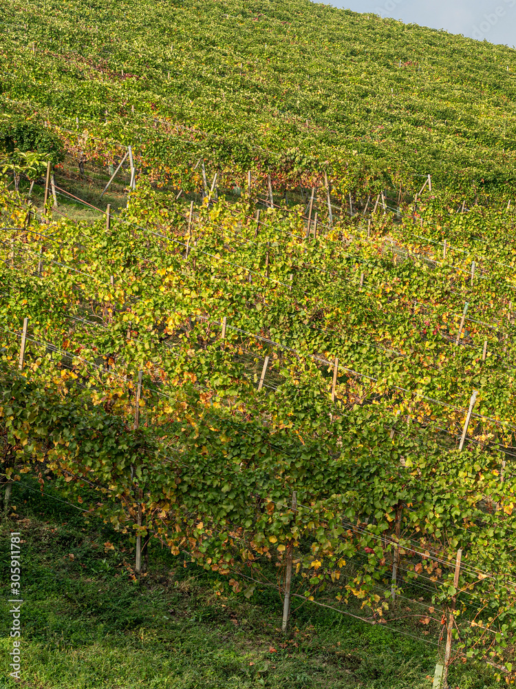 Vineyards of Oltrepo Pavese, italy, at fall