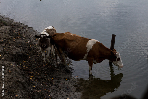 Cows at a watering hole. Village herd. Agricultural scene