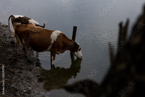 Cows at a watering hole. Village herd. Agricultural scene