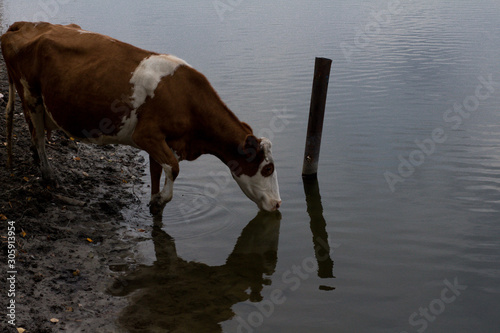 Cows at a watering hole. Village herd. Agricultural scene