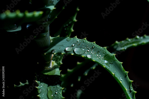 Water drops on aloe Vera. On a dark background