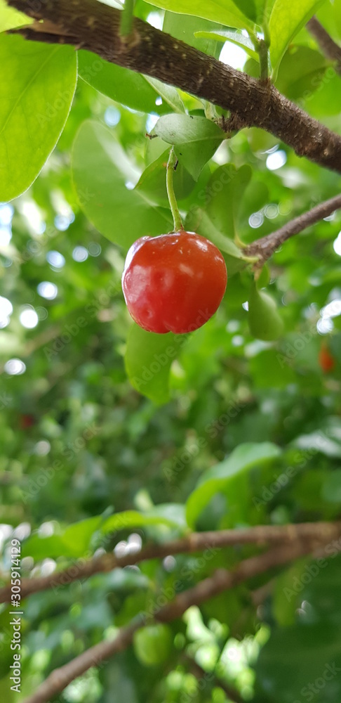 Obraz premium red cherries on the tree