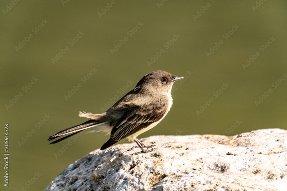 Obraz premium Eastern Phoebe