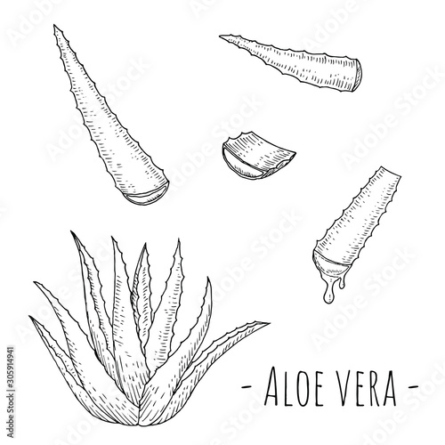 Aloe vera. Hand-drawn isolated objects on a white background. Vector cartoon illustrations.