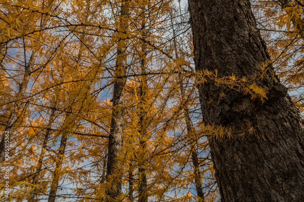 Obraz premium 紅葉の季節