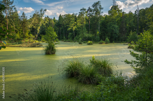 Obraz na płótnie Lake in nature reserve in Kozienice forest, Mazowieckie, Poland w salonie