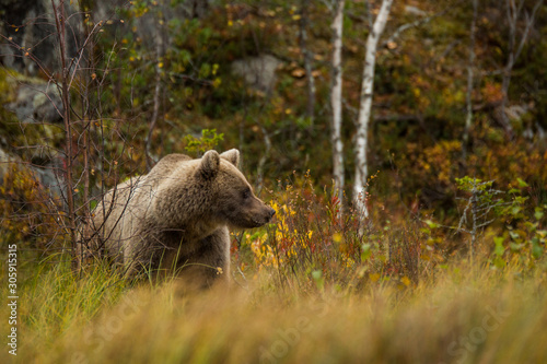 Brown bear in Lapland  Finland