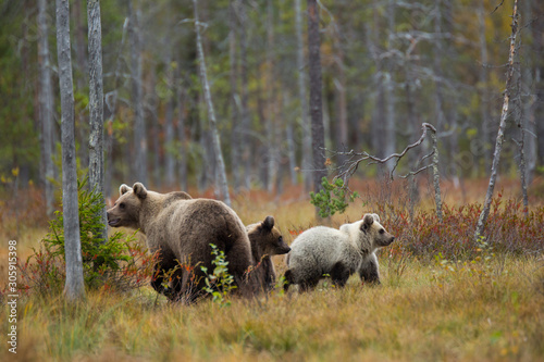 Brown bear in Lapland, Finland © Alberto Gonzalez 