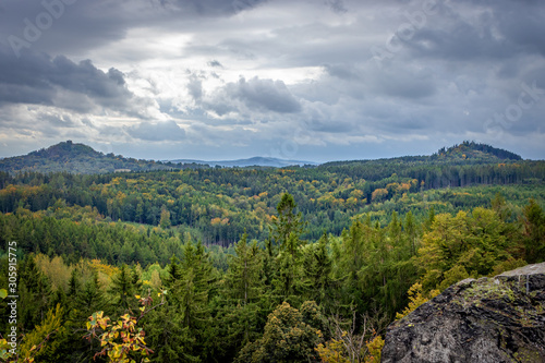 autumn forrest panorama 