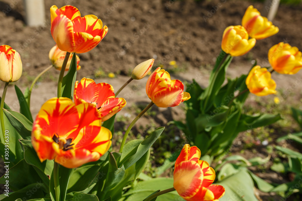 tulips in a home garden close-up. spring flowers tulips in a home garden close-up. spring flowers