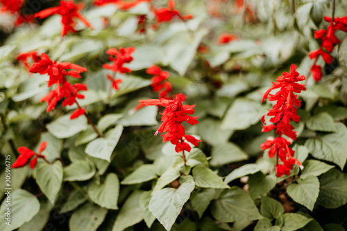 Beautiful red long flowers on the flowerbed in the garden