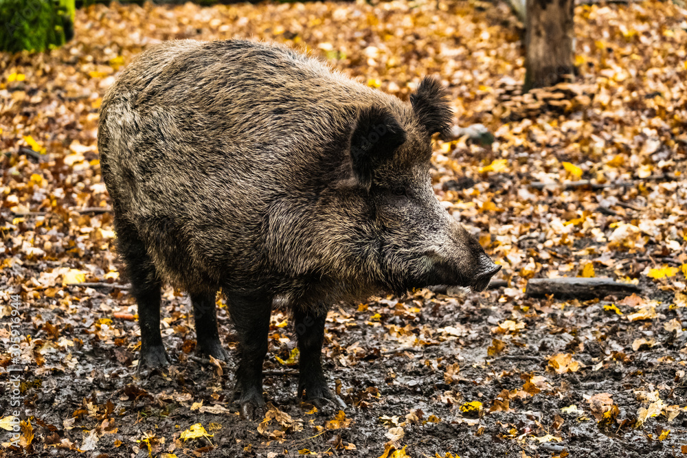 landscape with wild boar in autumn forest landscape with wild boar in autumn forest