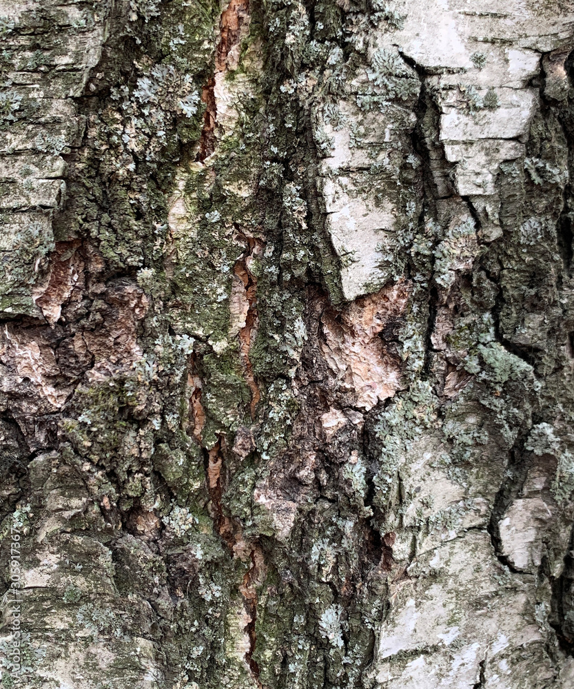rough textured embossed birch bark
