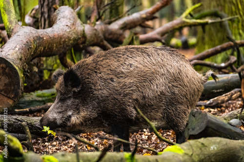 landscape with wild boar in autumn forest