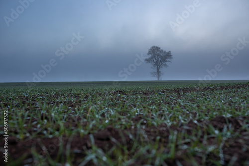 Alone tree on meadow at sunset with sun and mist