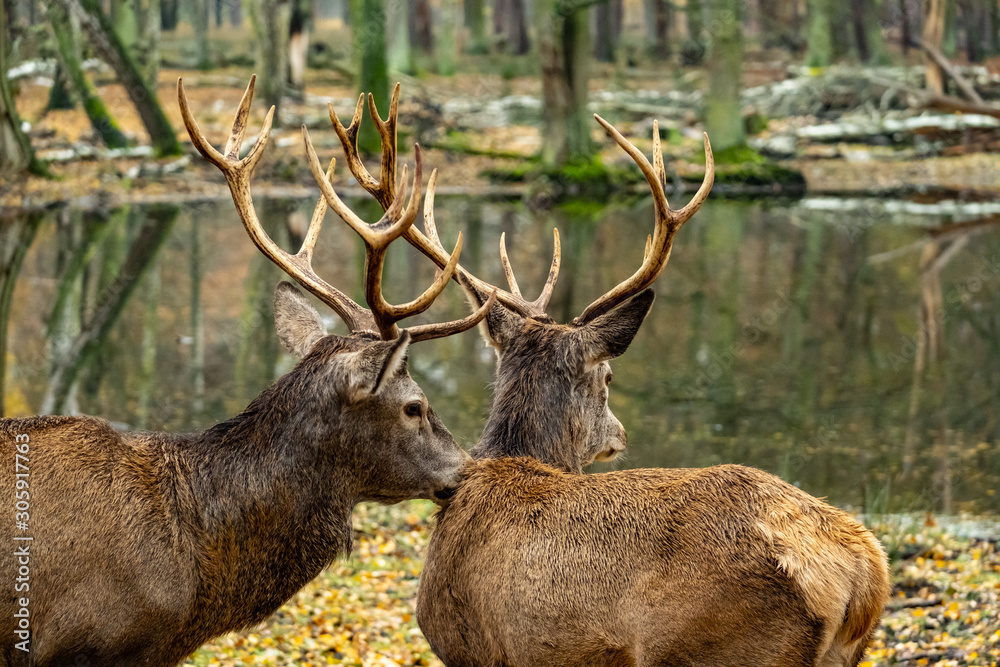 landscape with deer in autumn forest landscape with deer in autumn forest
