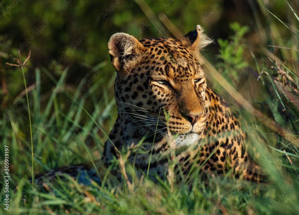 Fototapeta premium African Leopard in Masai Mara