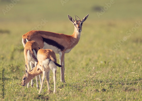 Thomson's Gazelle in Masai Mara