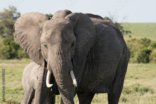 Herd of Elephants in Masai Mara