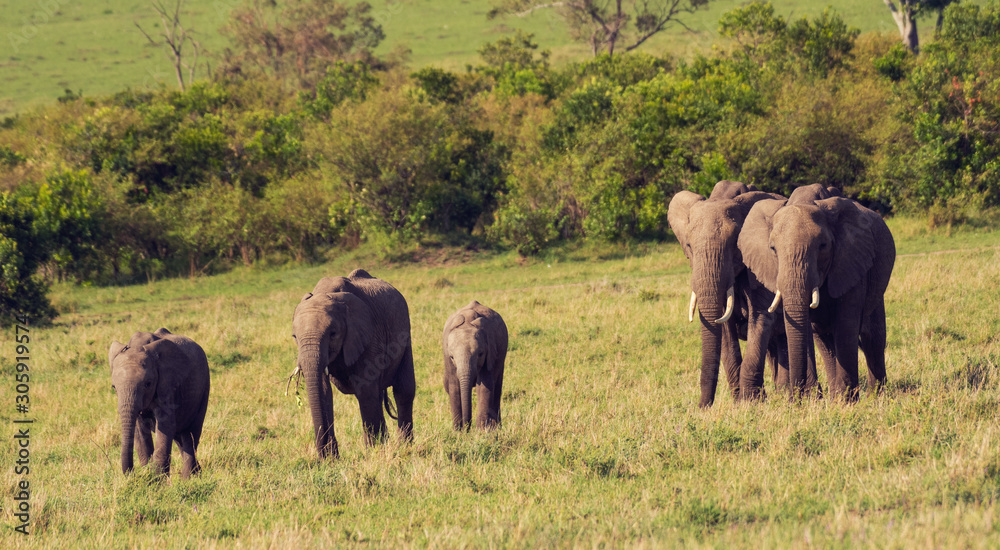 Herd of Elephants in Masai Mara