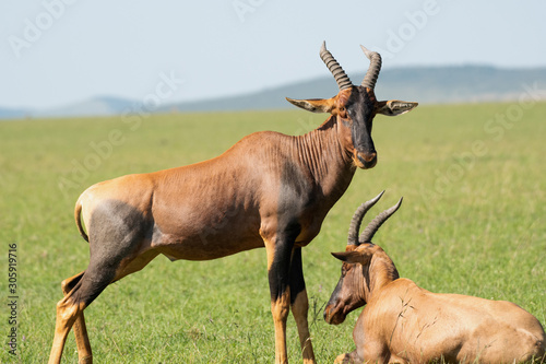 Topi antelope in Masai Mara photo