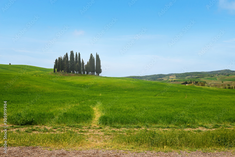 Beautiful spring minimalistic landscape with Italian Cypress in Tuscany