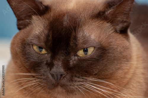 Chocolate Burmese cat face close-up
