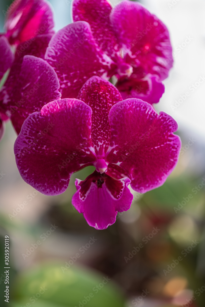 A rare flowering large purple orchid of the genus Phalaenopsis, the sort of Big Lip. Selective focus, blurred background, close-up with copy space. Home flowers A rare flowering large purple orchid of the genus Phalaenopsis, the sort of Big Lip. Selective focus, blurred background, close-up with copy space. Home flowers