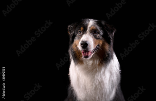 Dog breed Australian shepherd in a photo Studio on a black background  portrait close-up artificial lighting