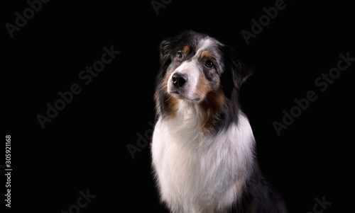Dog breed Australian shepherd in a photo Studio on a black background, portrait close-up artificial lighting