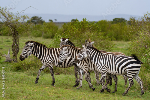 A herd of zebras in Masai Mara