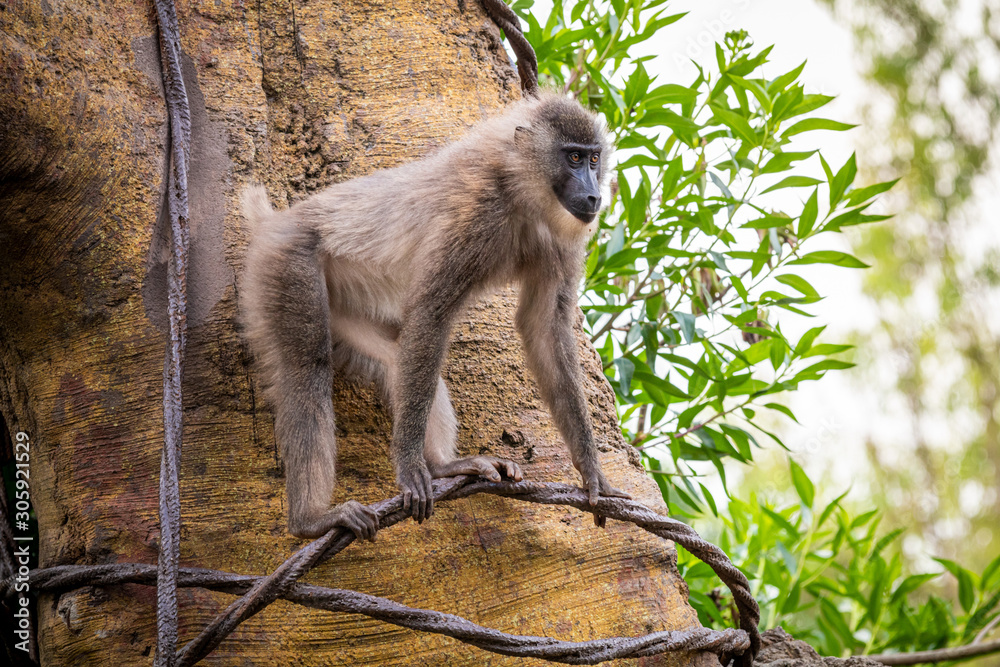 Cherry-crowned mangabey monkey, also known as the red-capped mangabey, collared mangabey, or the white-collared mangabey